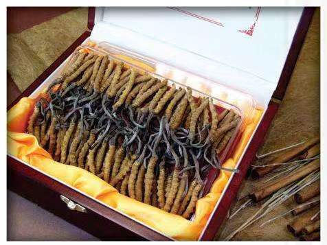 郑场镇冬虫夏草回收